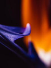 Close up of a Strelitzia flower