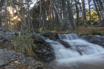 Naklejka premium Small waterfall in autumn with leaves and plants on the ground in the mountain of Canencia, Community of Madrid, Spain.