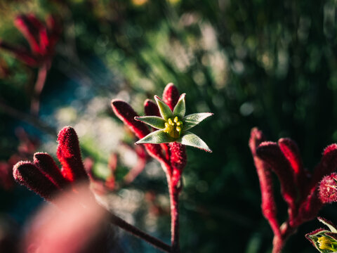 Kangaroo Paw Flower