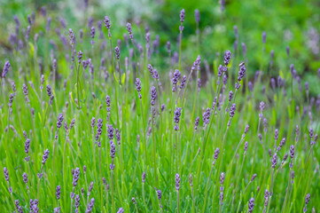 Lavender flower fields with beautiful green colors. Blooming lavender in a field at sunset in Ukraine. Close up. Soft focus. Nature background