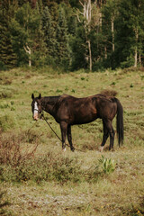 Obraz na płótnie Canvas Black horse in field