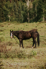 Black horse in field