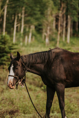Black horse in field