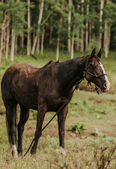 Black horse in a field