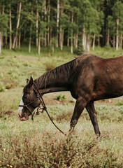 Black horse in a field
