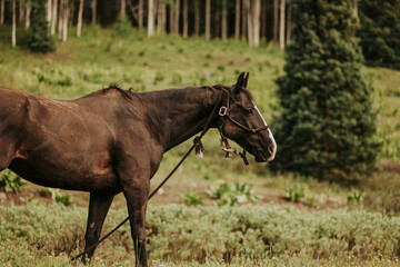 Black horse in a field