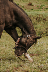 Beautiful black horse 