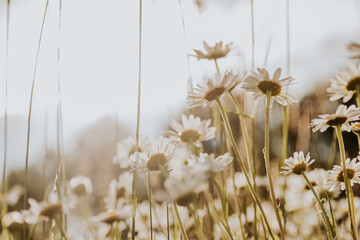 Field of daisies