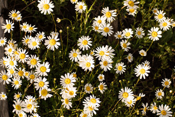 Field of daisies