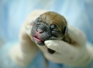 A small blind puppy is gently and carefully held in the palm of his hand by a veterinarian in a...