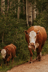 Mother cow with calf