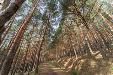 Very tall trees lined up and in the middle a dirt road to cross them, located in Guadarrama, Spain.