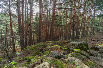 Forest of pine trees in Canencia surrounded by stones and moss on the rocks. Rays of sunlight illuminating from the stones on the ground and vegetation. Spain