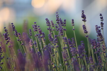 True lavender flowers (Lavandula angustifolia) before sunset