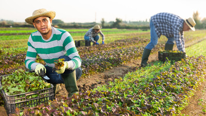 Portrait of skilled latin american worker during harvest of red leaf mustard on vegetable farm...