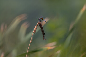 Male Blue Dasher Sitting On A Withered Cattail Plant With Natural Green Background
