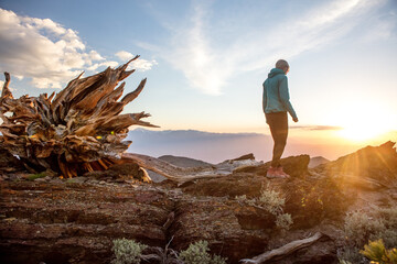 A woman stands by the base of an ancient bristlecone pine at sunset.