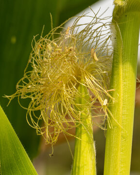 Closeup of cornsilk