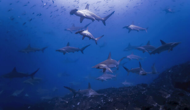 Hammerhead shark schooling off a seamount.