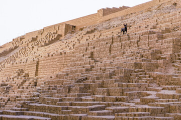 Ancient ruins, Huaca Pucllana, and a native hairless peruvian dog in Lima, Peru; Lima, Peru