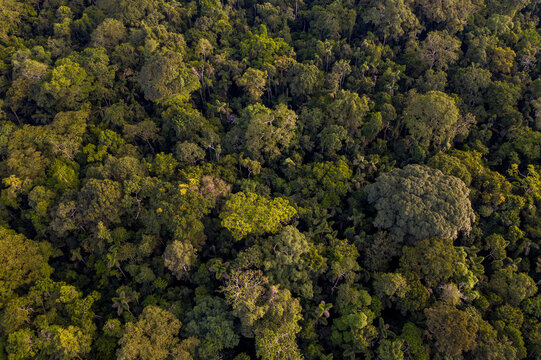 Aerial view of the lush tree treetops in the dense Amazon Rainforest; Puerto Maldonado, Peru