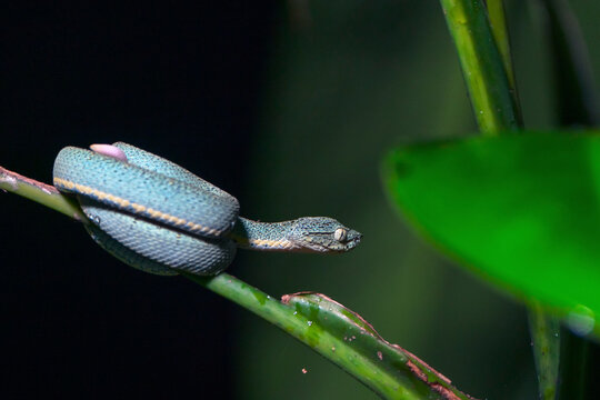 Palm viper (Bothrops bilineatus) coiled on plant stem; Tambopata, Peru