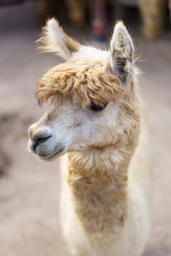 Close-up portrait of a domestic Llama (Lama glama); Peru