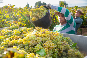 Naklejka na ściany i meble Latin american farmer working in vineyard during harvest of grapes, filling truck with gathered berries.