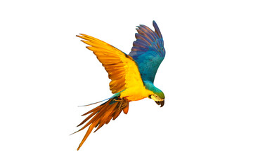 Colorful flying parrot isolated on transparent background.
