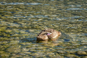 Ente mit Köpfchen im Wasser