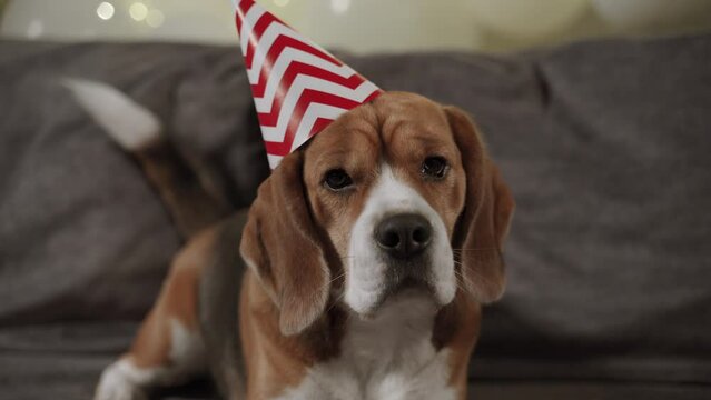 Funny dog celebrate important event, anniversary or birthday lying in sofa