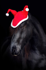 Portrait of a black friesian horse in a festive christmas setting on dark background
