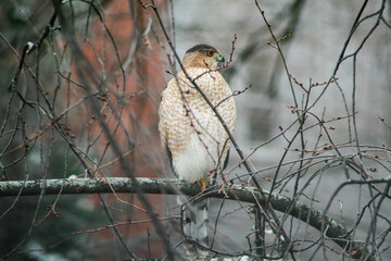Hawk on a tree