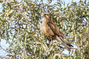 Brown Falcon in Victoria, Australia