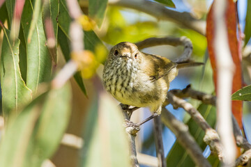 Brown Thornbill in Victoria, Australia