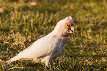 Long-billed Corella in Victoria, Australia