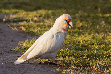 Long-billed Corella in Victoria, Australia