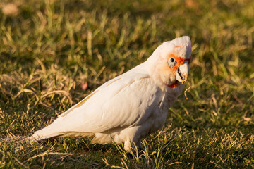 Long-billed Corella in Victoria, Australia