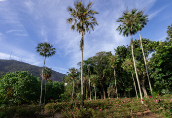 Naklejka premium palm trees on the beach