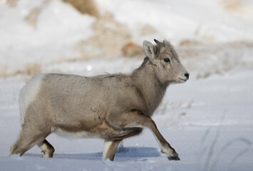 Bighorn sheep in snow