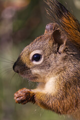Close up of a Red Squirrel having Lunch