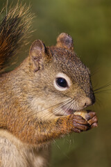 Close up of a Red Squirrel having Lunch