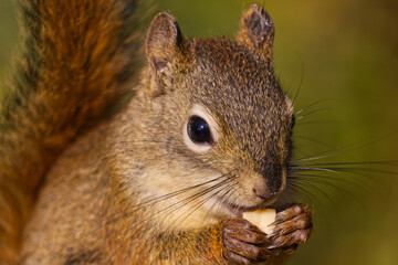 Close up of a Red Squirrel having Lunch