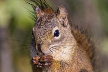 Close up of a Red Squirrel having Lunch