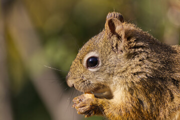 Close up of a Red Squirrel having Lunch
