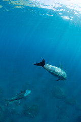 wild dolphins 