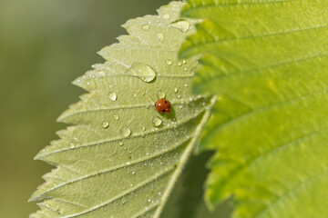 A Small Ladybug on Leaf