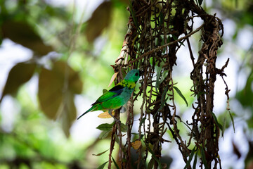 bird on a tree