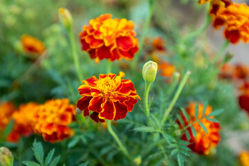 Marigold flowers, top view. Tagetes bush, close-up. Background from bright french marigolds for publication, poster, calendar, post, screensaver, banner, cover, website. High quality photo