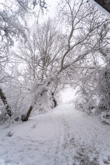Beautiful snowy landscape with crossed trees after the snowstorm that left 50cm. In Madrid January 9, 2020